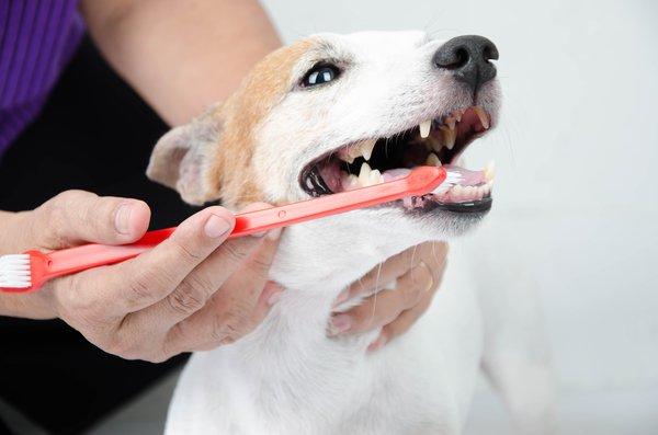 Kết quả hình ảnh cho Cách để chải răng cho chó