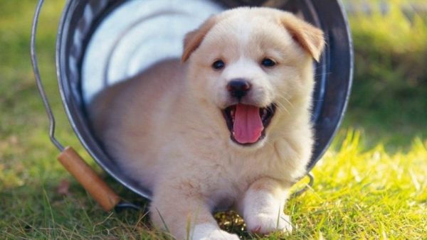 Kết quả hình ảnh cho huấn luyện chó