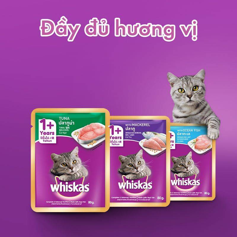 Nên Chọn Đồ Ăn Cho Mèo Là Hạt Hay Pate?