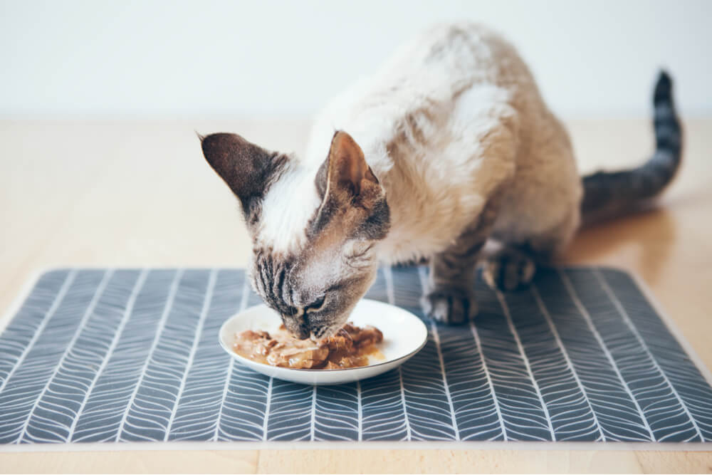 Nên Chọn Đồ Ăn Cho Mèo Là Hạt Hay Pate?