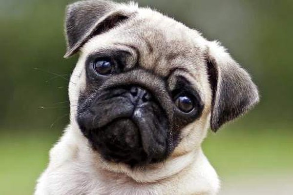 Cách tính tuổi chó Quy đổi tuổi chó sang người thế nào?