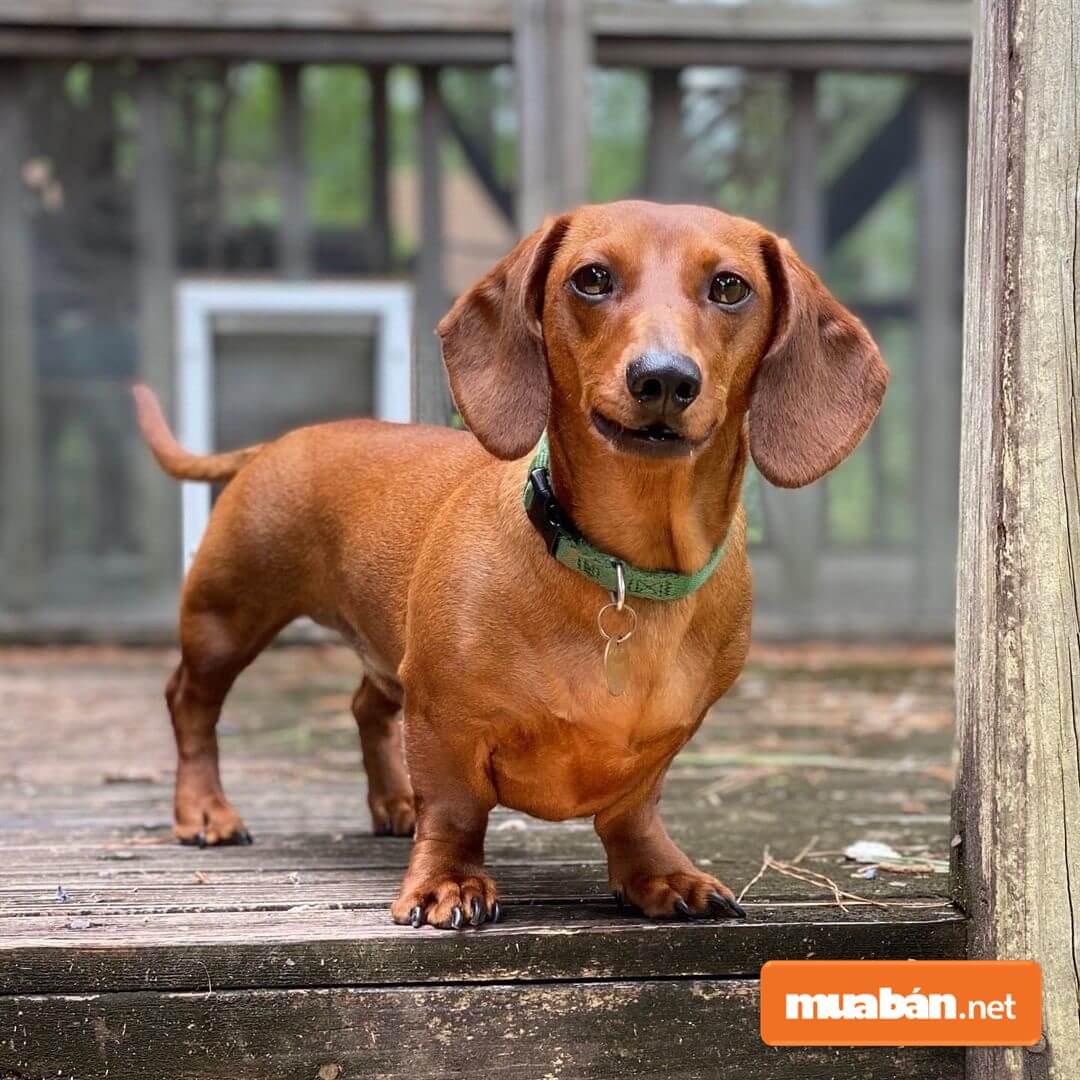 Cách tính tuổi chó Quy đổi tuổi chó sang người thế nào?