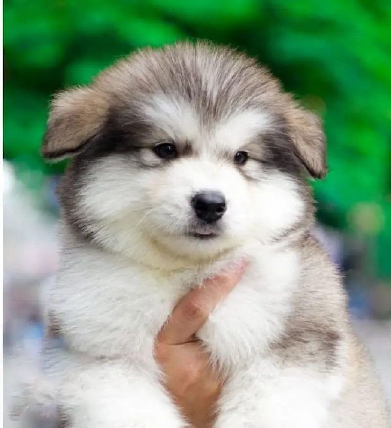 Cách tính tuổi chó Quy đổi tuổi chó sang người thế nào?