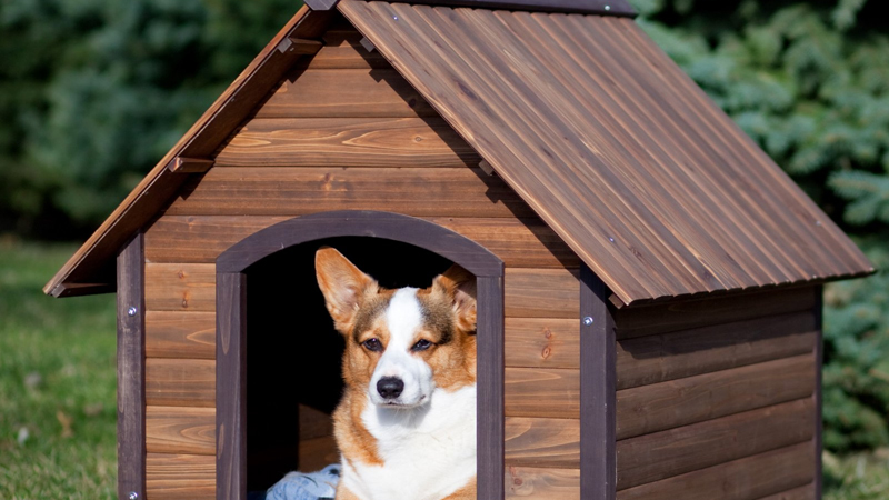 Cách tính tuổi chó Quy đổi tuổi chó sang người thế nào?