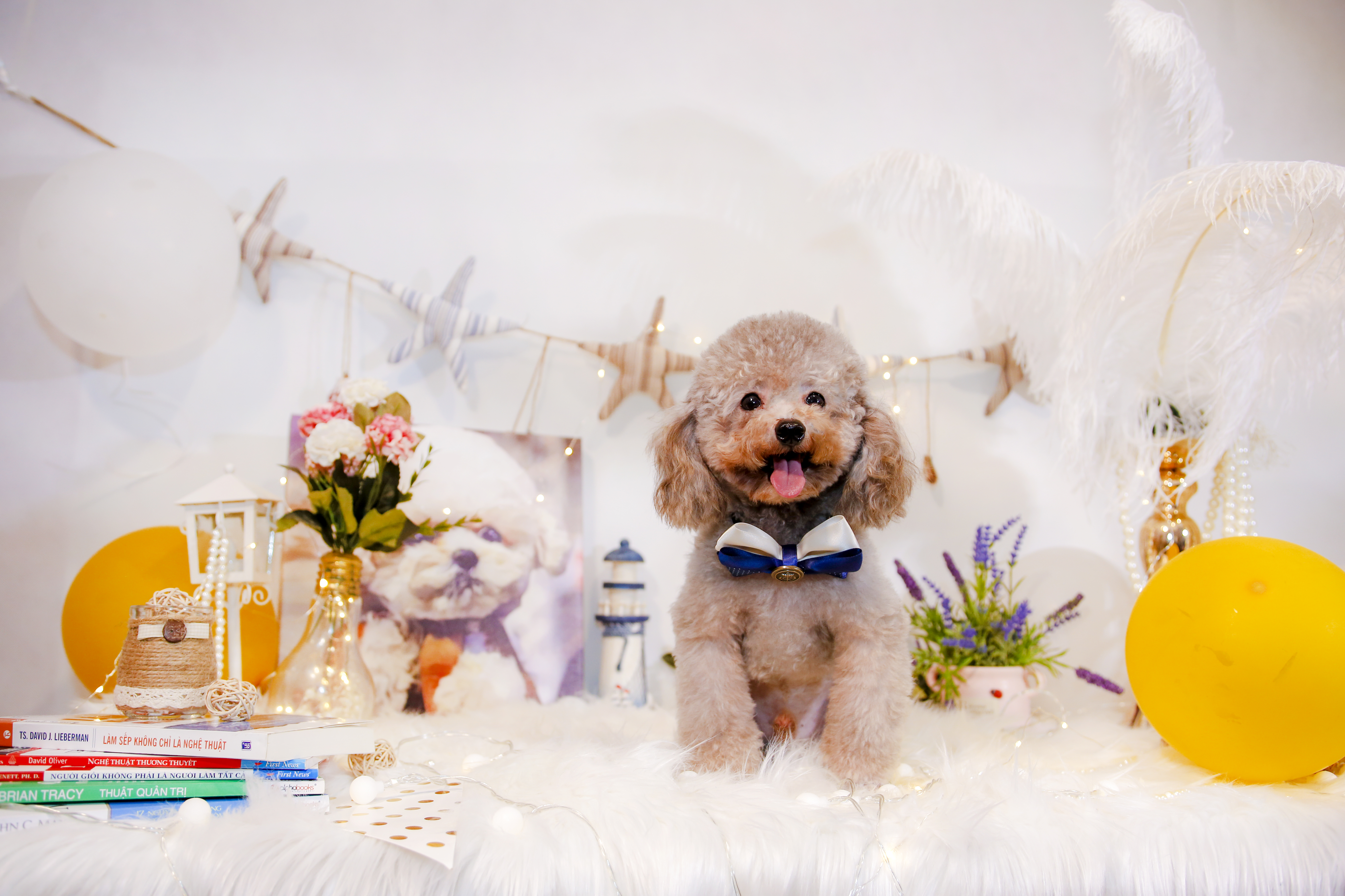 Chó poodle giá bao nhiêu? Chi Phí nuôi có đắt không?