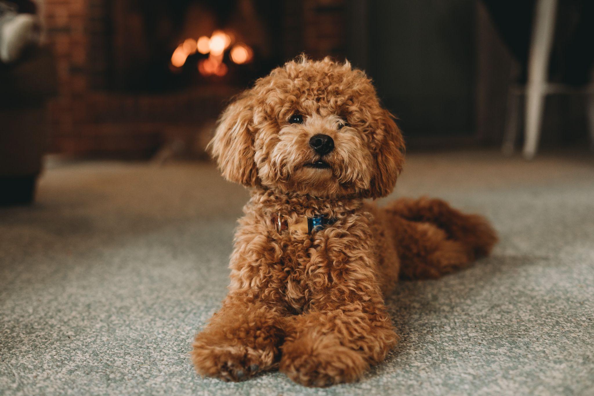 Chó poodle giá bao nhiêu? Chi Phí nuôi có đắt không?