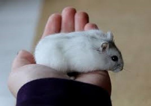 Chuột hamster giá bao nhiêu? Bí quyết cách chọn mua giá tốt