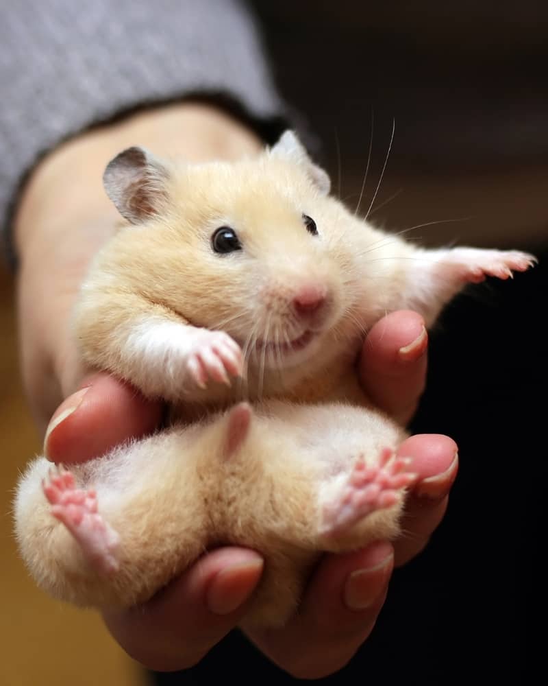 Chuột hamster giá bao nhiêu? Bí quyết cách chọn mua giá tốt