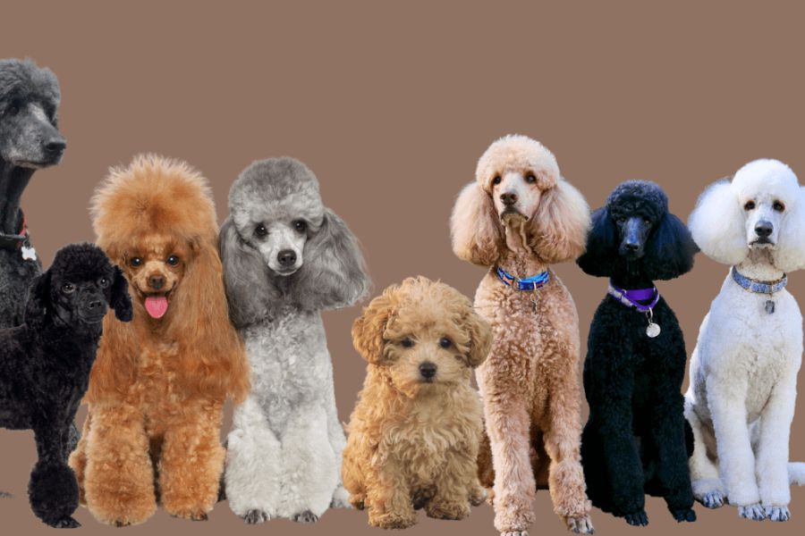 Giống chó Poodle Đặc điểm, tính cách, cách chăm sóc