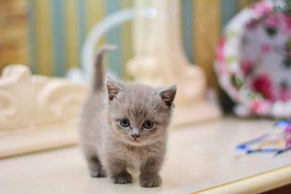 Mèo anh chân ngắn Đặc điểm, cách nhận dạng và tính cách