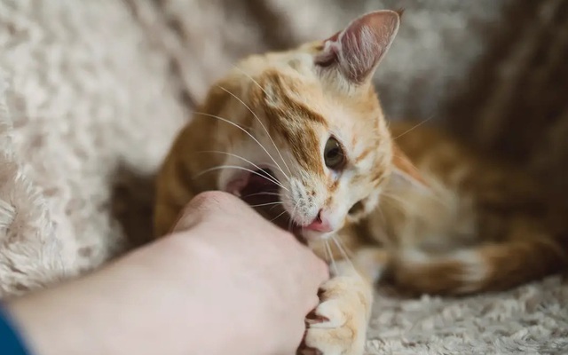 Mèo cắn có sao không? Cách xử lý khi bị mèo cắn